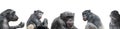 Banner of group of chimpanzees portraits isolated on white background, details, closeup