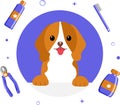 Banner group of cute dog tools and supplies in flat vector style. pet care illustration for content, label, banner Royalty Free Stock Photo
