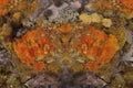 banner grunge orange background texture stone colorful rocks lichen moss stones pattern lichen background grunge abstract orange