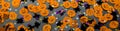 Banner halloween background: confetti in the shape of orange pumpkins, black spiders and stars. Copy space Royalty Free Stock Photo