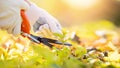 Banner hand gardener woman trimming bushes and shrubs with hedge shears in garden tidy