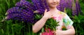 Banner. hands of a kid girl who holds a large bouquet of purple lupins in nature