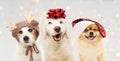 Banner happy christmas dogs. Three puppies celebrating holidays wearing a red glitter ribbon, santa hat, and reindeer costume on