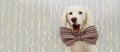 BANNER HAPPY DOG CELEBRATING CHRISTMAS, BIRTHDAY OR NEW YEAR OR PARTY. WEARING A VINTAGE BOW TIE. ISOLATED AGAINST GRAY COLORED