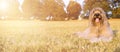 BANNER HAPPY DOG. PORTRAIT FURRY CATALAN SHEPHERED SITTING ON GRASS IN THE SUMMER HEAT WITH TONGUE OUT