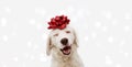 Banner happy dog present for christmas, birthday or anniversary, wearing a red ribbon on head. isolated against white background Royalty Free Stock Photo