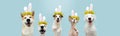 Banner happy easter pets cat and dog spring. Funny  cat and dogs wearing bunny ears and floral crown.Isolated on blue colored Royalty Free Stock Photo