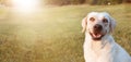BANNER HAPPY LABRADOR DOGS RETRIEVER SITTING IN THE GRASS ON SUMMER SUNSET LIGHT