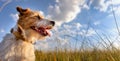 Banner of a happy panting pet dog in summer Royalty Free Stock Photo