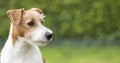 Banner of a happy pet dog puppy as watching, listening, ears