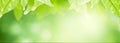 Banner and header horizontal panoramic-close up green leaf blurred background,fresh nature view beautiful,with sunlight and bokeh