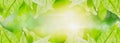 Banner and header horizontal panoramic-close up green leaf blurred background,fresh nature view beautiful,with sunlight and bokeh Royalty Free Stock Photo