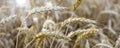 Banner heat field with ears of golden wheat close up. Beautiful Agricultural Field Sunset Landscape. Rich harvest Concept Royalty Free Stock Photo