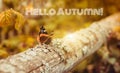 Banner hello autumn. New month. Greeting card. Golden autumn. The text in the photo. Seasons . A butterfly sits on a tree. Insect