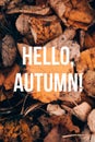 Banner hello autumn . A new season. Welcome card. September, October, November. Autumn leaves.