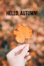 Banner hello autumn . A new season. Welcome card. September, October, November. Autumn leaves. Royalty Free Stock Photo