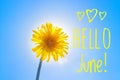 Banner hello june. New season . Welcome card Photo with a flower. Yellow flower. Yellow dandelion against the blue sky. Blue sky Royalty Free Stock Photo