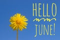 Banner hello june. New season . Welcome card Photo with a flower. Yellow flower. Yellow dandelion against the blue sky. Blue sky Royalty Free Stock Photo