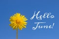 Banner hello june. New season . Welcome card Photo with a flower. Yellow flower. Yellow dandelion against the blue sky. Blue sky Royalty Free Stock Photo