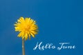 Banner hello june. New season . Welcome card Photo with a flower. Yellow flower. Yellow dandelion against the blue sky. Blue sky Royalty Free Stock Photo