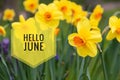 Banner hello june. New season . Welcome card Photo with flowers. Yellow flowers. Spring flowers. Flower narcissus Royalty Free Stock Photo