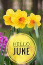 Banner hello june. New season . Welcome card Photo with flowers. Yellow flowers. Spring flowers. Flower narcissus Royalty Free Stock Photo