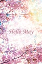 Banner Hello May. Picture with flowers. Text on a background of flowers. Hi spring. Cherry blossoms. Pink flowers. Background of