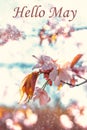 Banner Hello May. Picture with flowers. Text on a background of flowers. Hi spring. Cherry blossoms. Pink flowers. Background of