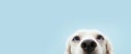Banner hide funny puppy dog with blue eyes. Isolated on blue background