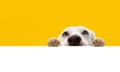 Banner hide funny surprised dog puppy hanging its paws over a blank. isolated on yellow background