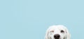 Banner hide and happy dog puppy winking one eye and smiling on colored blue backgorund with one closed eyes