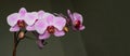 Banner. Horizontal panorama with beautiful pink orchid isolated on a dark background. White and pink phalaenopsis flowers with a Royalty Free Stock Photo