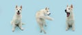 Banner husky puppy dog walking backwards and looking at camera. Isolated on blue pastel background Royalty Free Stock Photo