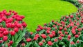 Banner with an ideal grass lawn and flowers. Flower banner with a lawn. A banner with red tulips against a green lawn with copy Royalty Free Stock Photo