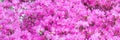 Banner with the image of pink flowering shrub, rhododendron. many small flowers in one place. place for text