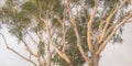 Banner image in soft tones eucalyptus tree