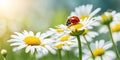 Banner Ladybug on flower blossoms in spring. Beautiful ladybug sitting Royalty Free Stock Photo