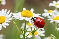 Banner Ladybug on flower blossoms in spring. Beautiful ladybug sitting Royalty Free Stock Photo