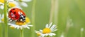 Banner Ladybug on flower blossoms in spring. Beautiful ladybug sitting Royalty Free Stock Photo