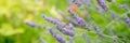 Banner. Lavender Field in the summer. Aromatherapy. Nature Cosmetics. Gardening.Lavender bushes on field. Sun gleam over Royalty Free Stock Photo