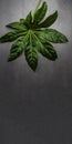 Banner of Leaf pattern. Popular plant in interior design, Green tropical leaves on gray concrete background. Summer concept. Flat