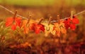 Banner with letters and the name autumn carved on red maple leaves hanging on clothespins and rope in the autumn clear Sunny Park