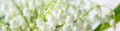 banner of Lily of the valley flowers. Natural background with blooming lilies of the valley lilies-of-the-valley Royalty Free Stock Photo