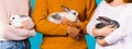 Banner- long format. Cropped photo, group of people holding rabbits on blue background. Fluffy pets siting on crossed