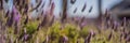 BANNER, LONG FORMAT Lavender flower field, Blooming Violet fragrant lavender flowers. Growing Lavender swaying on wind Royalty Free Stock Photo