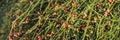 BANNER, LONG FORMAT Red rowan berries on green branches against a blue sky. Autumn background. August. Autumn is Royalty Free Stock Photo