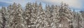 BANNER, LONG FORMAT Splendid scenery in winter. Fantastic frosty morning in forest. snow-cowered pine trees under Royalty Free Stock Photo
