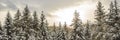 BANNER, LONG FORMAT Splendid scenery in winter. Fantastic frosty morning in forest. snow-cowered pine trees under Royalty Free Stock Photo