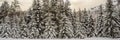 BANNER, LONG FORMAT Splendid scenery in winter. Fantastic frosty morning in forest. snow-cowered pine trees under Royalty Free Stock Photo