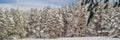 BANNER, LONG FORMAT Splendid scenery in winter. Fantastic frosty morning in forest. snow-cowered pine trees under Royalty Free Stock Photo